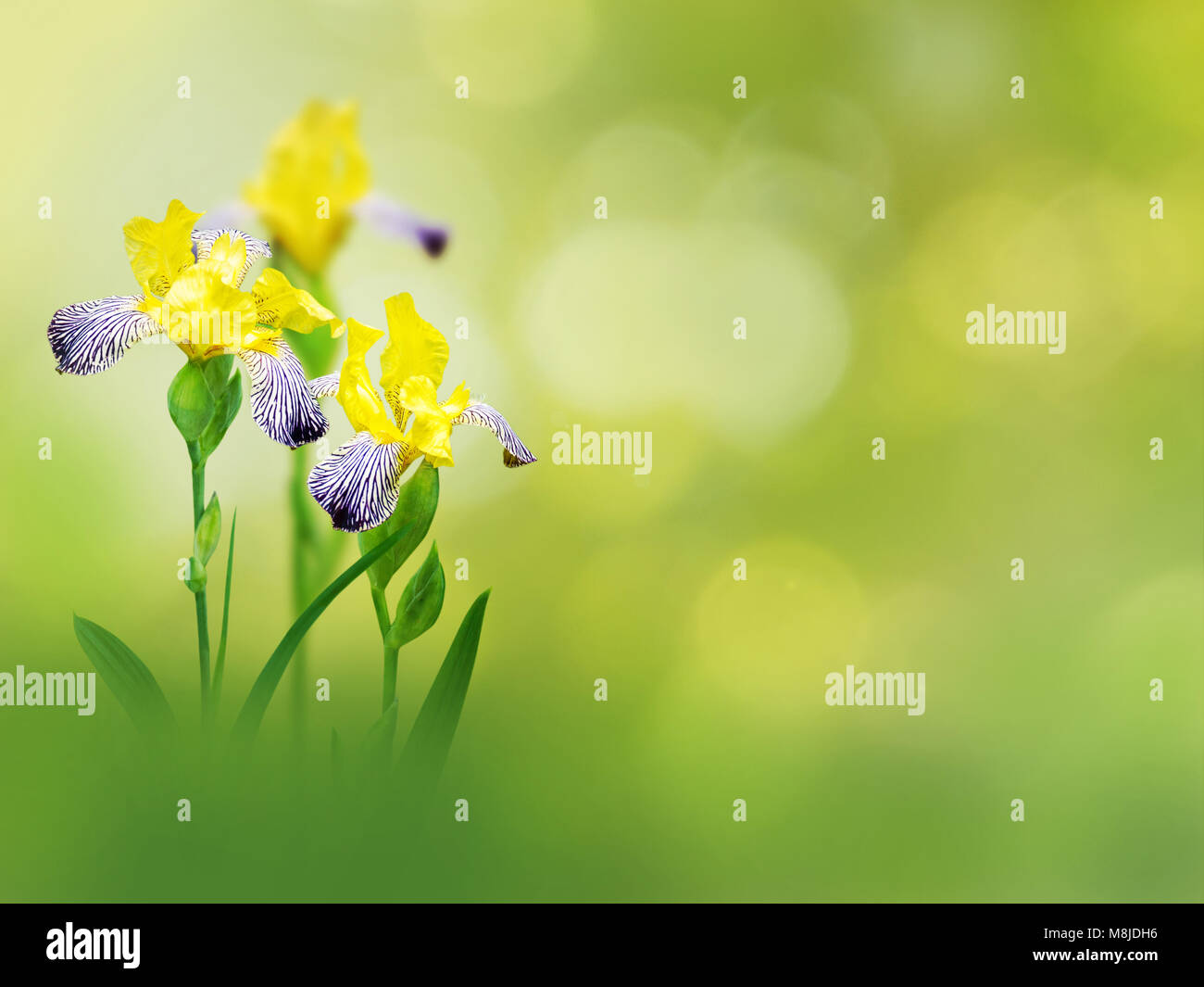 Iris gialla fiori sulla molla sfocata sullo sfondo del giardino Foto Stock