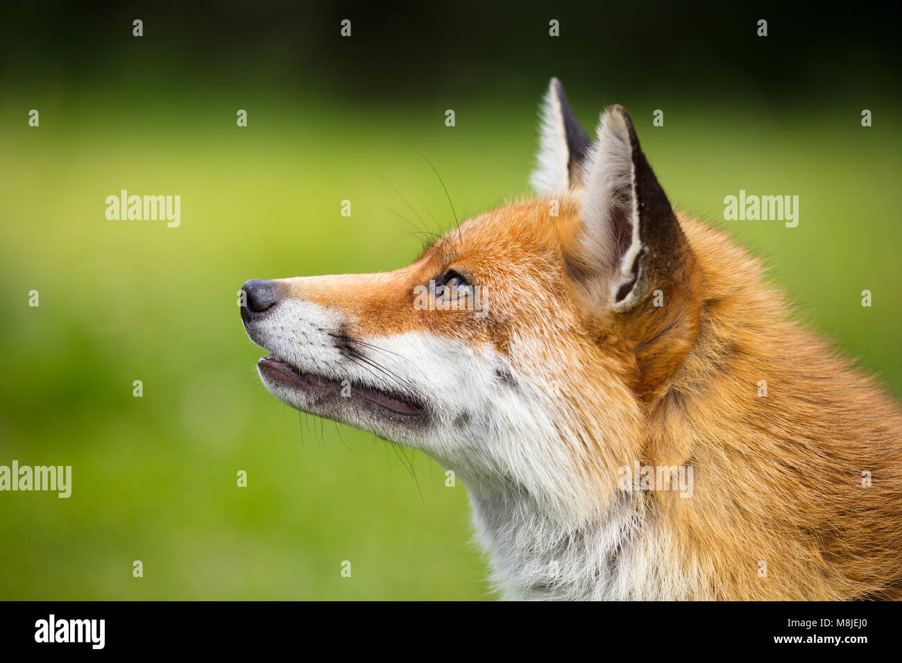 Close up colpo alla testa di una femmina di RED FOX guardando in alto Foto Stock