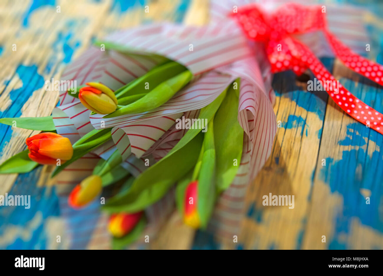 Bellissimi fiori di primavera sfondo, tulipani freschi in legno di colore blu Foto Stock
