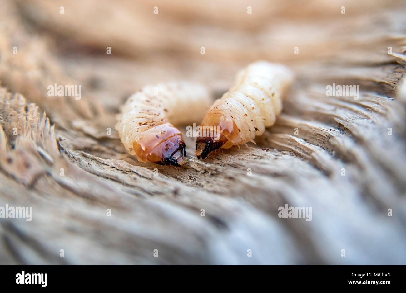 Due piccoli woodworms giace sulla struttura ad albero. Aclose fino Foto Stock
