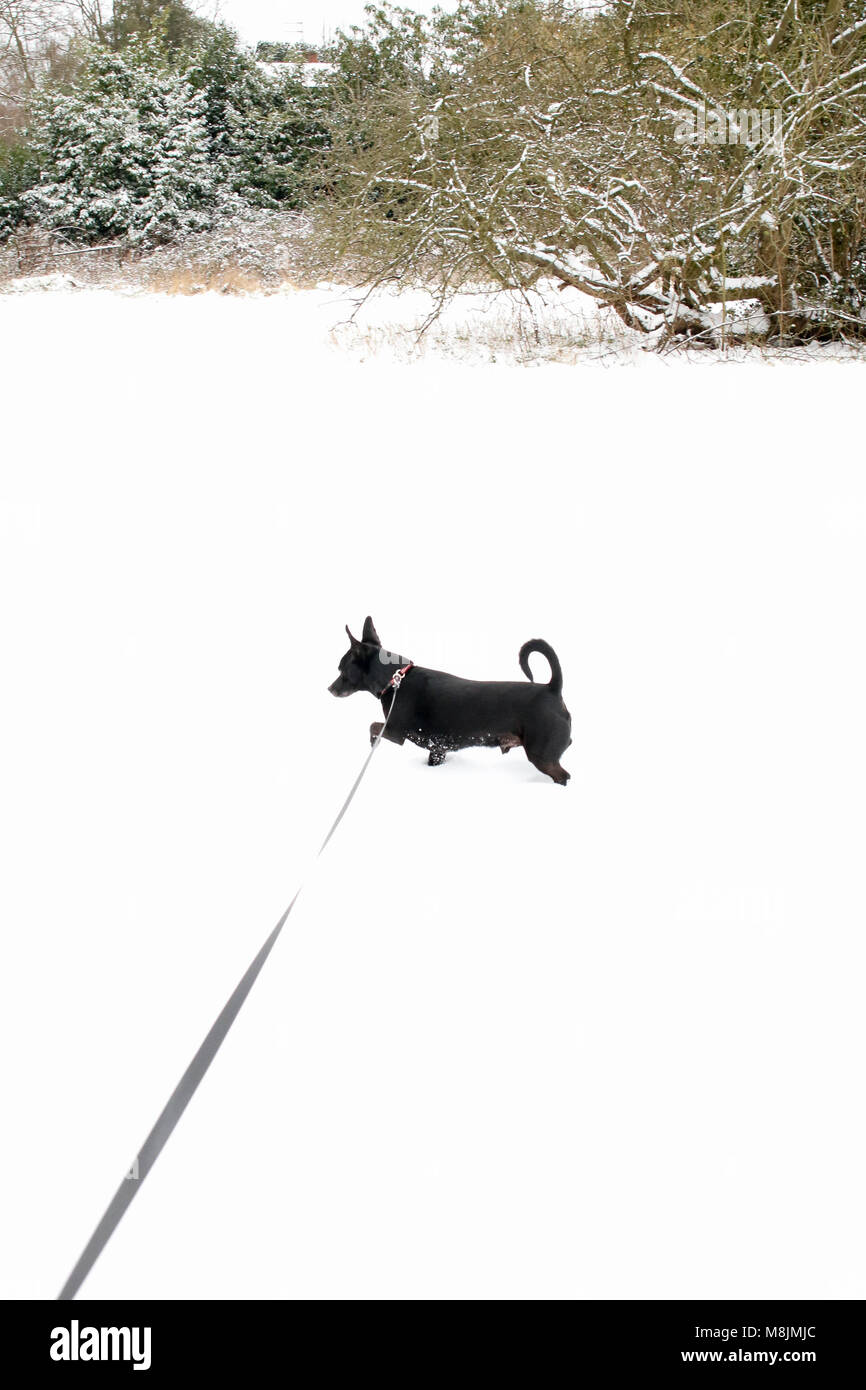 Cane nero a piedi nella neve con alberi in background. Foto Stock