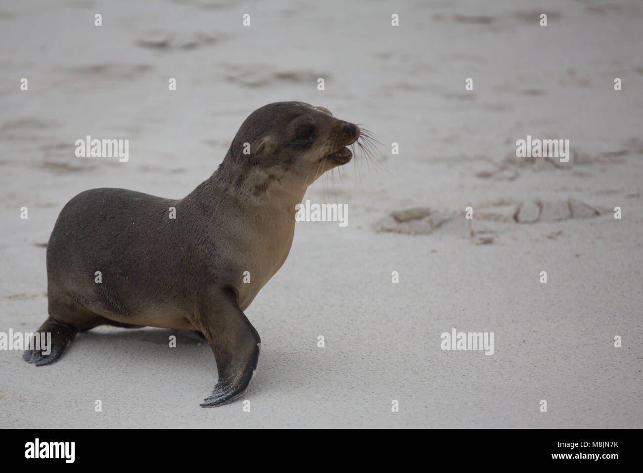 Le Galapagos Sealion Foto Stock