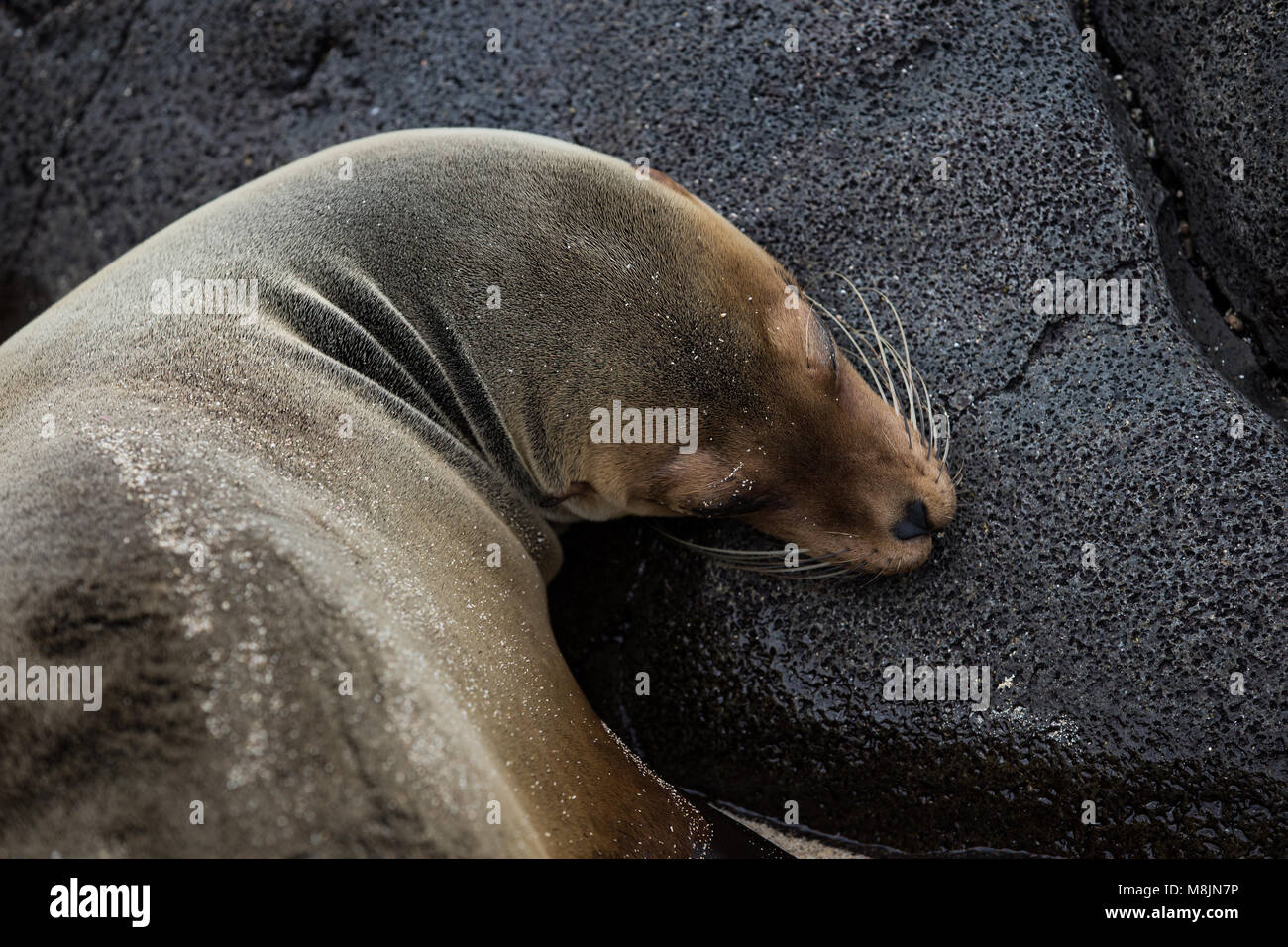 Le Galapagos Sealion Foto Stock