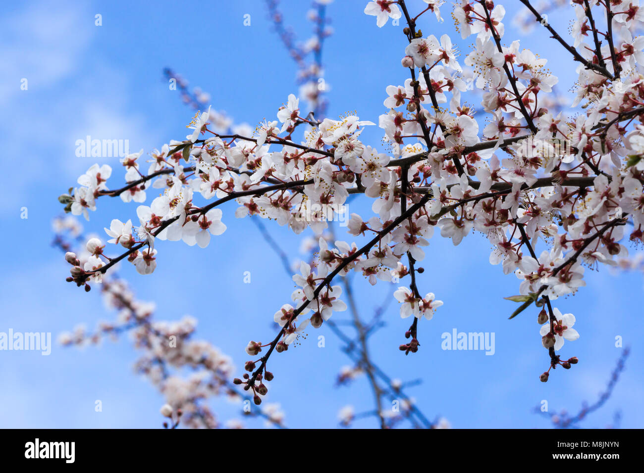Il Ciliegio fiorisce in primavera Foto Stock