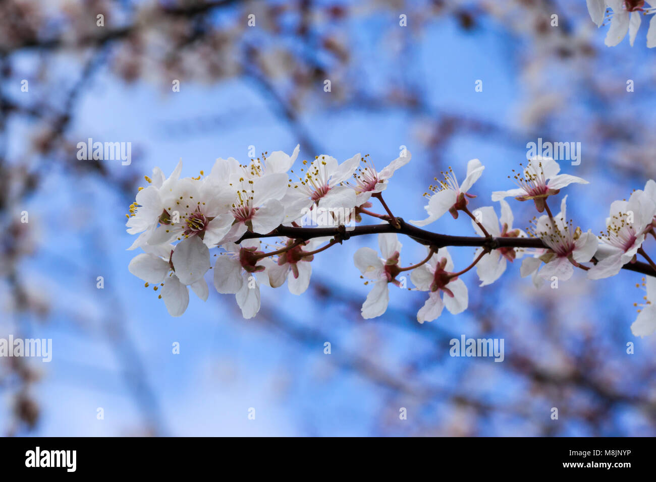 Il Ciliegio fiorisce in primavera Foto Stock