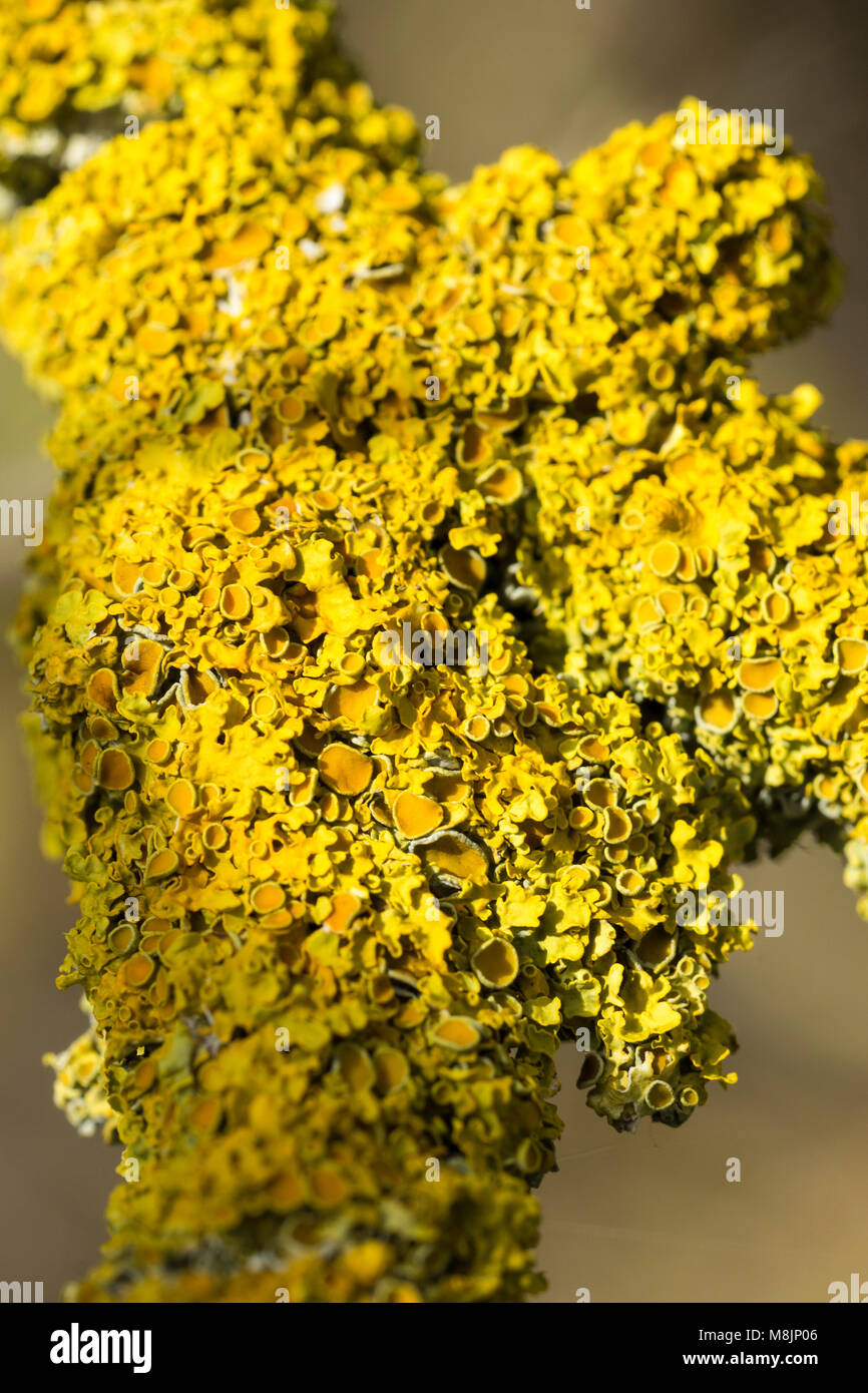 Lichene giallo morto sul ramo di albero Foto Stock