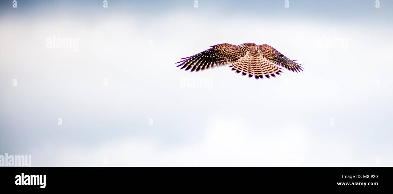 In bilico in aria ancora un marrone gheppio del Falcon genere prepara per in picchiata sulla sua preda di piccole dimensioni da 35 piedi Foto Stock