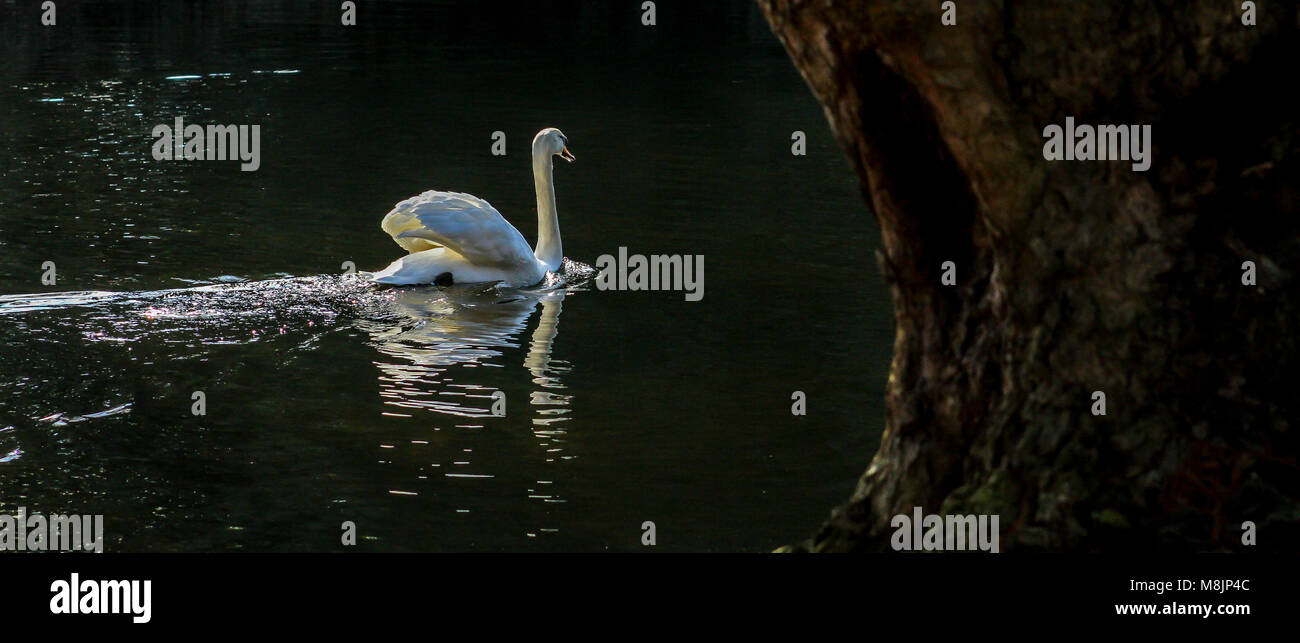 Un Cigno galleggianti serenamente sul lago ancora nella Royal Botanical Gardens di Kew Foto Stock