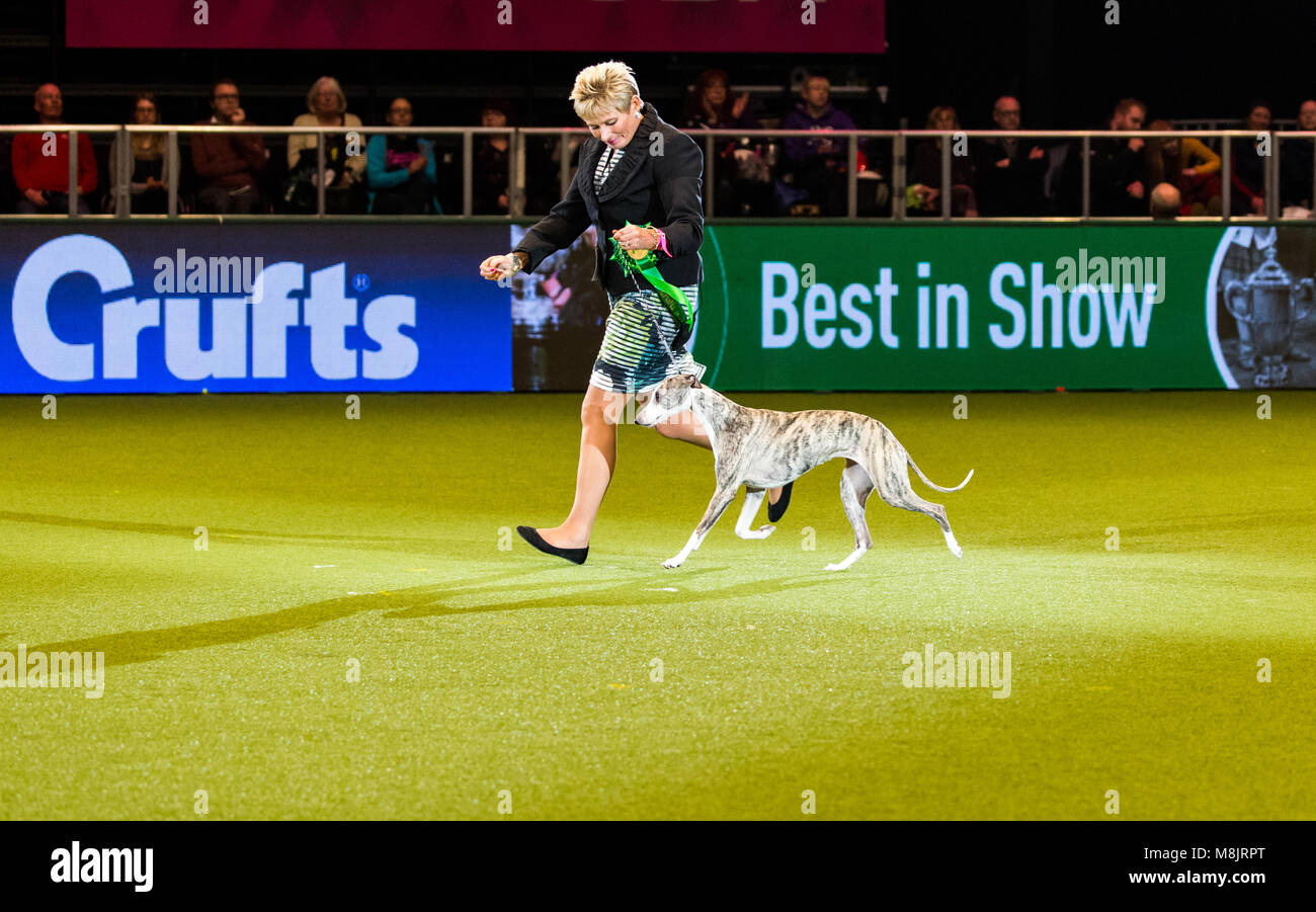 Best in Show vincitore e campione di Crufts 2018 CH COLLOONEY TARTAN TEASE JW WW'17, un bambino di 2 anni il Whippet meglio noto come Stuzzicato da Edinburgh Foto Stock