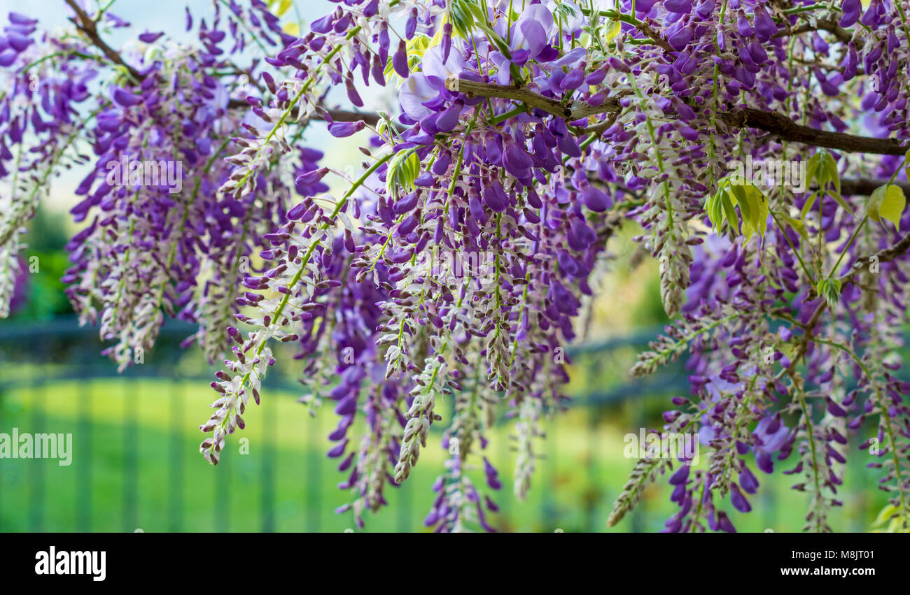 Fiori di glicine. Il Glicine (anche ortografato glicine o Wysteria) è un genere di piante in fiore nella famiglia del legume, Fabaceae (Leguminosae). Foto Stock