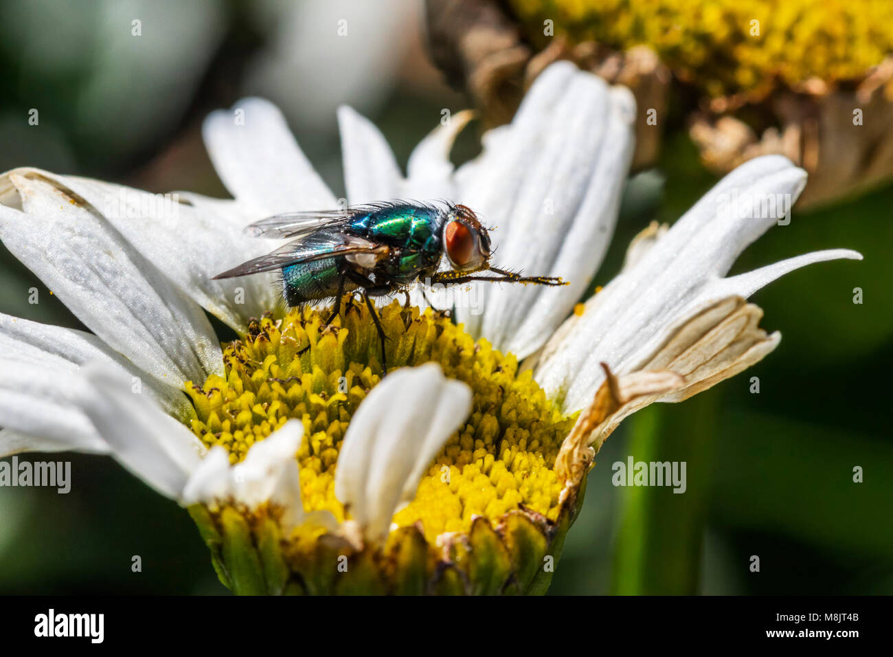 Volare l'alimentazione sul collegamento daisy nettare strofinando le gambe insieme coperto di polline in profilo gambe distese mentre equilibrato sul centro di colore giallo del fiore Foto Stock