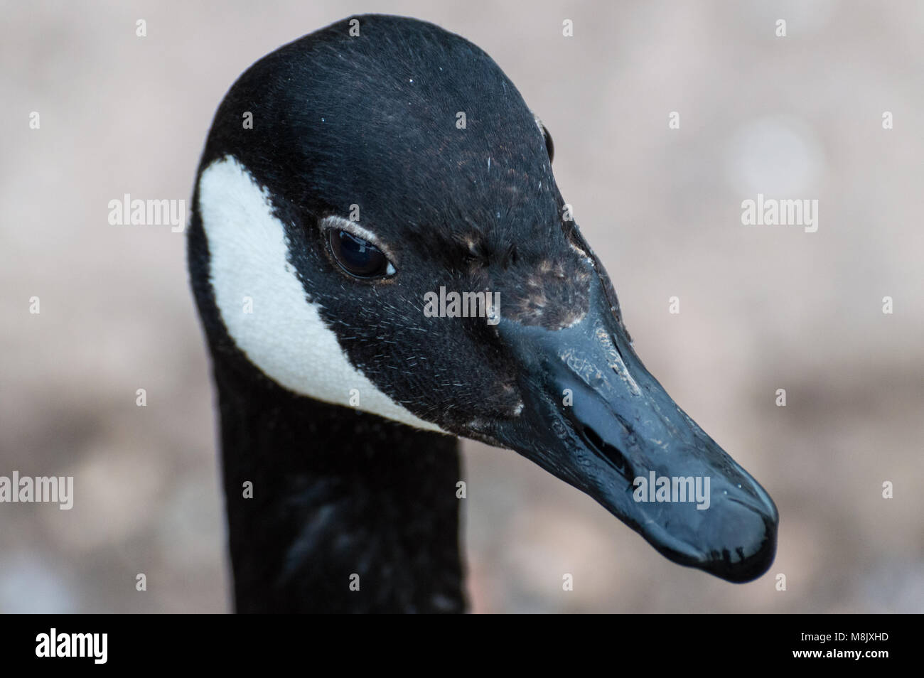 Una chiusura colpo alla testa di un singolo isolato Canada Goose nel profilo. Foto Stock