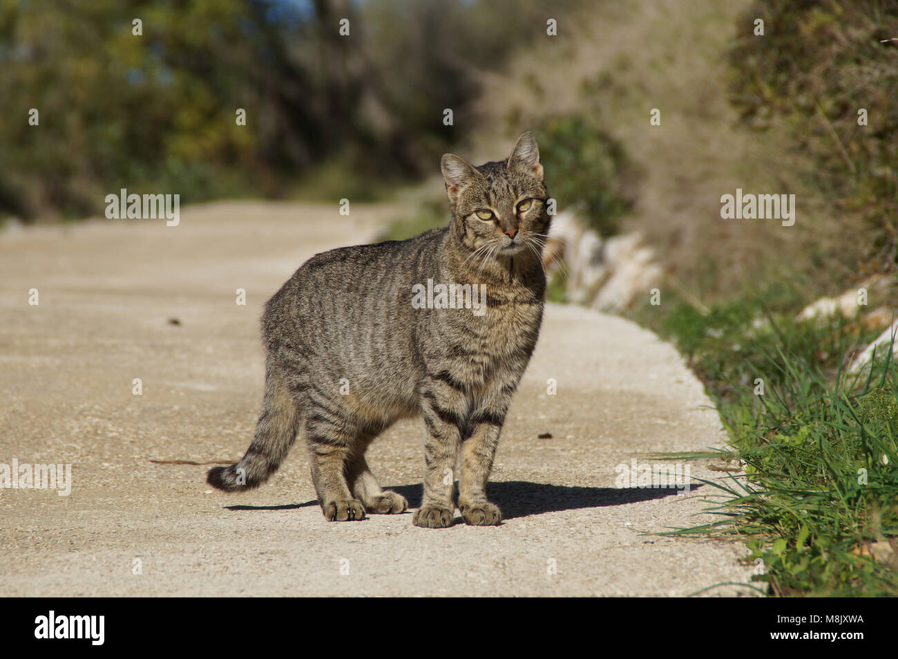 Gatto in natura Foto Stock