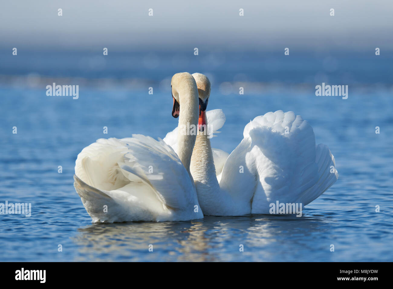 Coppia romantica di cigni sul lago. Swan riflesso nell'acqua Foto Stock