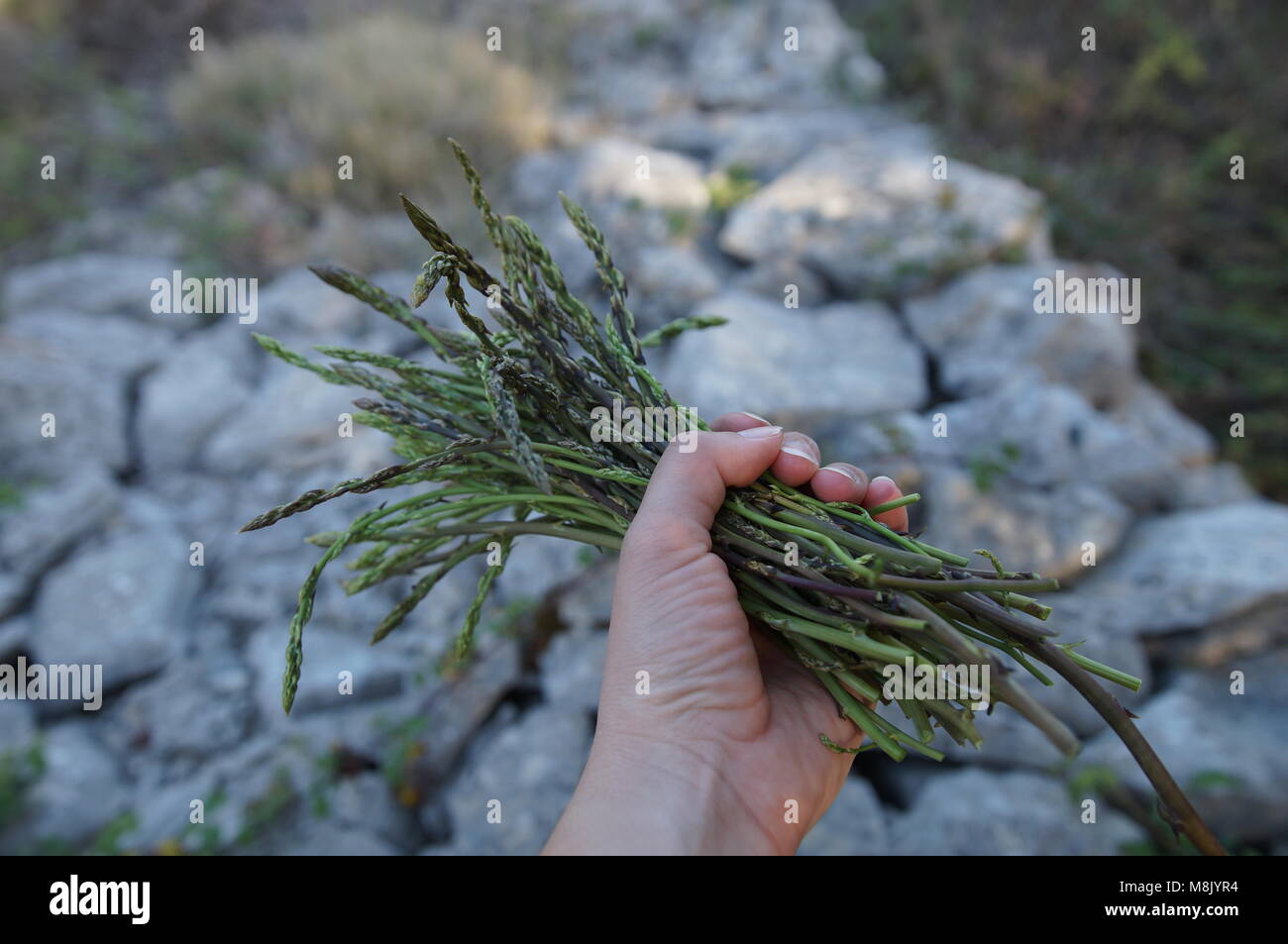 Gli asparagi selvatici nelle mani Foto Stock