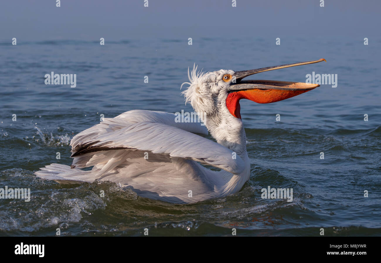 Pellicano dalmata, bianco grosso uccello Foto Stock