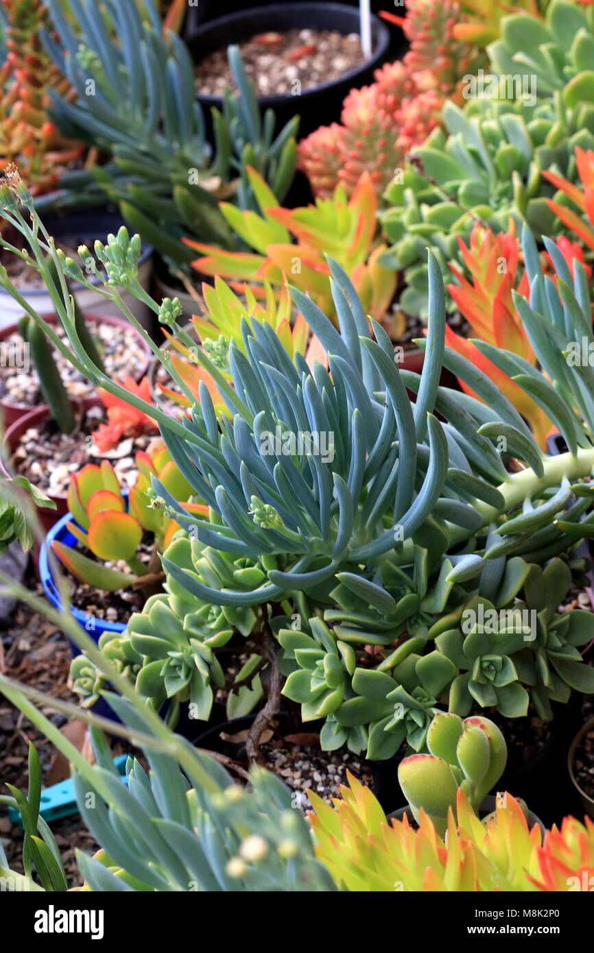 Blue Chalk bastoni o succulenti note come Senecio Mandraliscae, blu dito succulenta Foto Stock