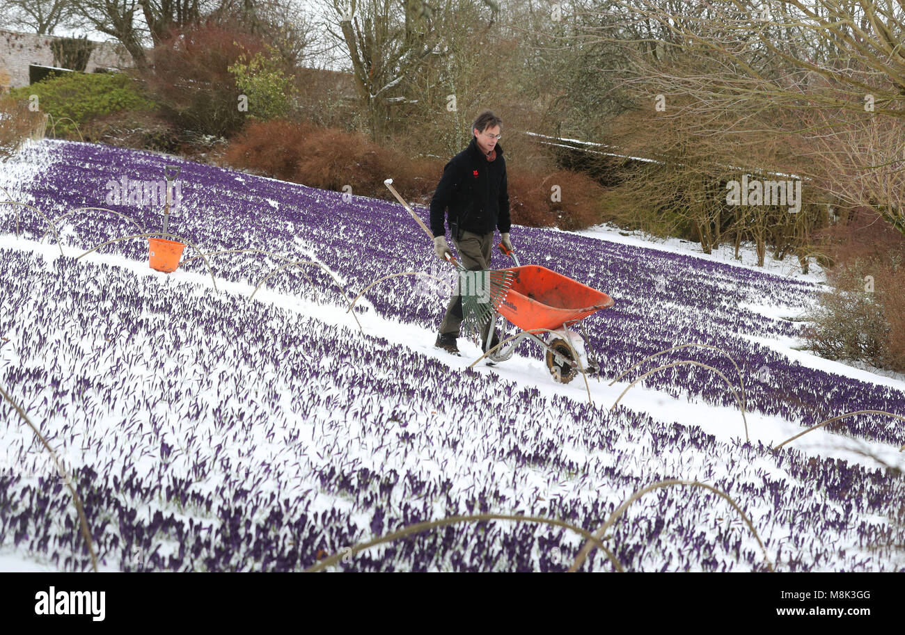 Gardner Chris Orton tende al giardino del Crocus a Wallington Hall in Northumberland mentre il wintry SNAP soprannominato 'la bestia mini da est' mantiene la sua presa sul Regno Unito. Foto Stock