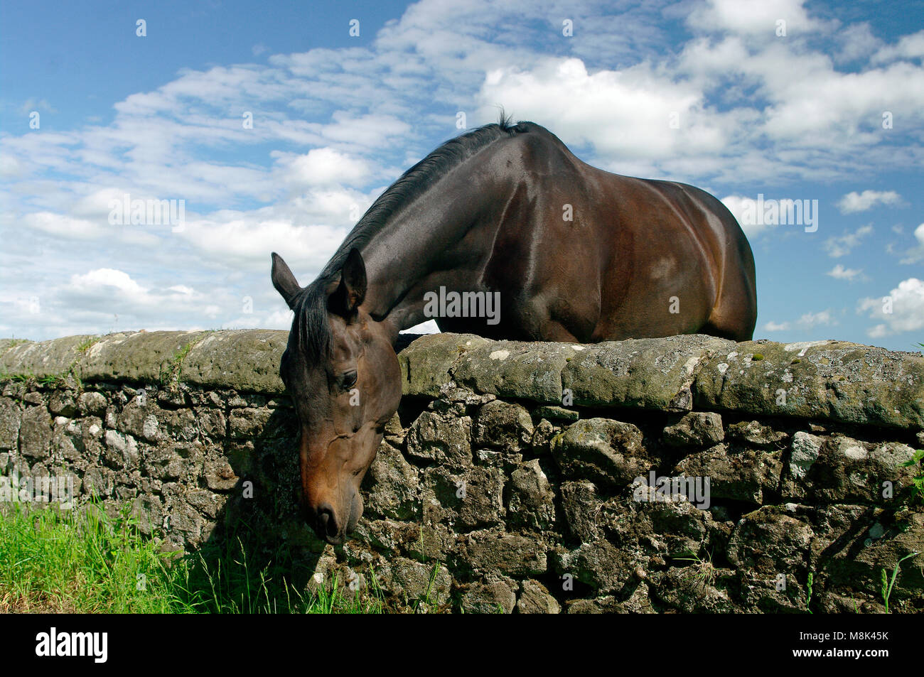 Cavallo, l'erba è più verde sull'altro lato Foto Stock