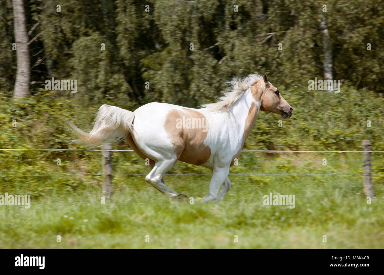 Una fantasia bianco-marrone cavallo Palomino galoppa su un pascolo Foto Stock