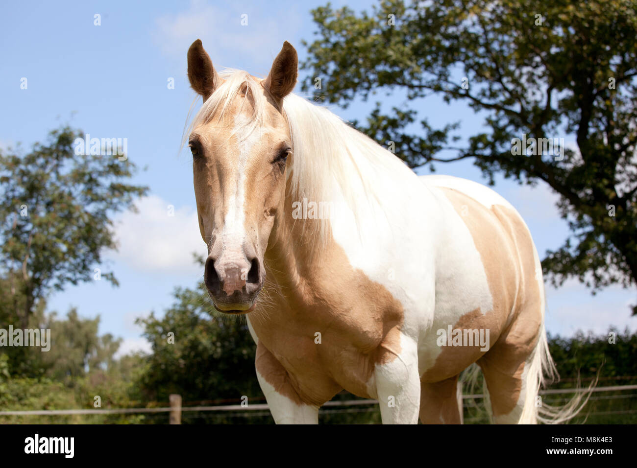 Una fantasia bianco-marrone cavallo Palomino sorge su un pascolo Foto Stock