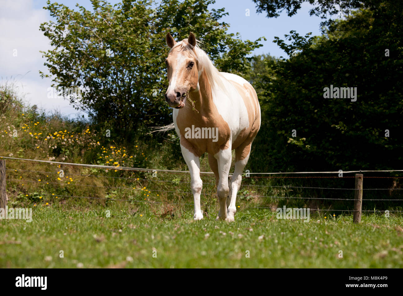 Una fantasia bianco-marrone cavallo Palomino sorge su un pascolo Foto Stock
