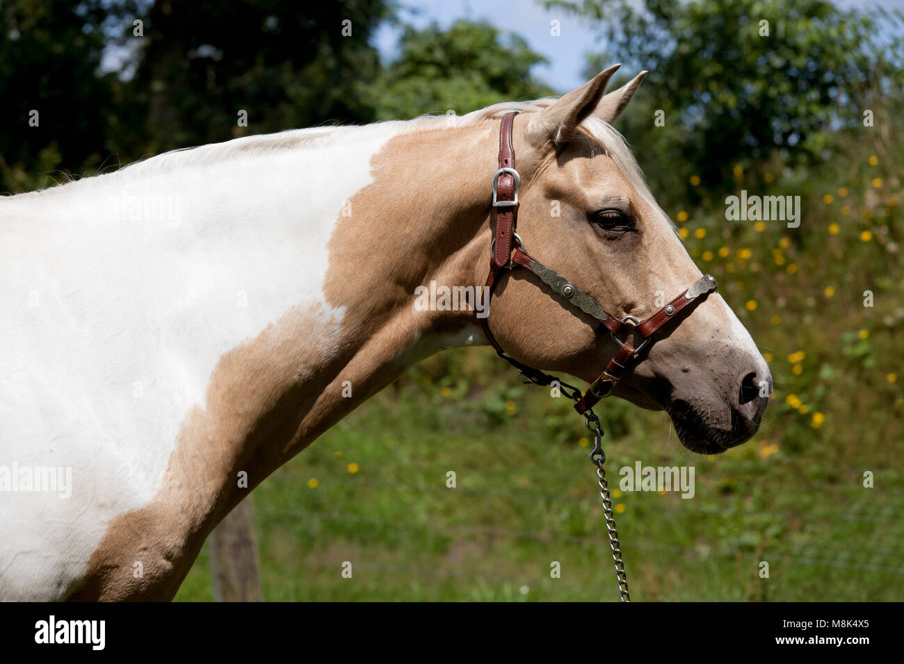 Una fantasia bianco-marrone cavallo Palomino sorge su un pascolo Foto Stock