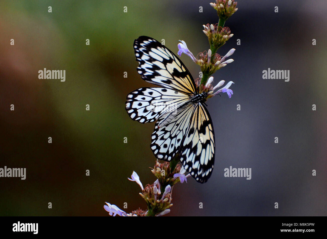 Ninfa struttura butterfly, in bianco e nero butterfly, appoggiata sul fiore Foto Stock