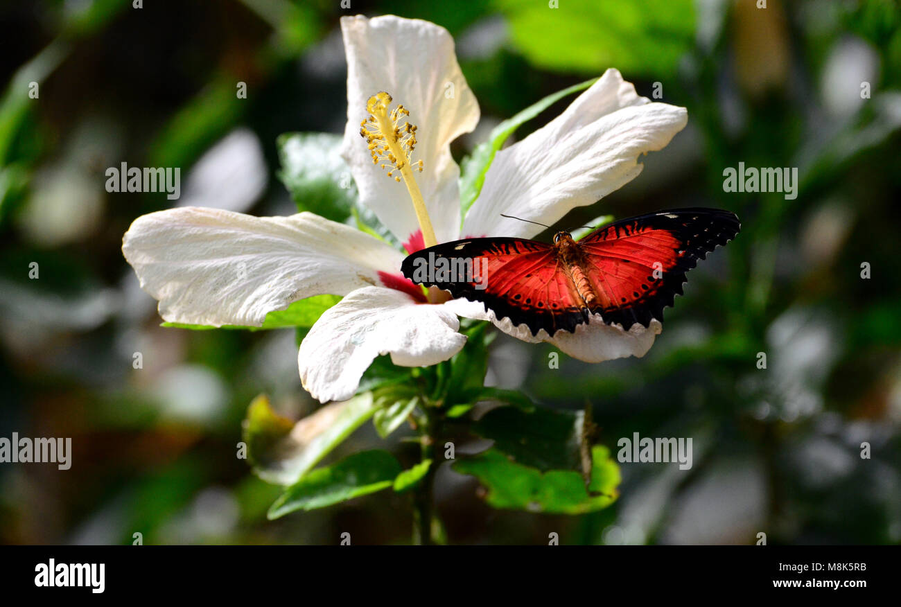 Farfalle tropicali in appoggio sui fiori e foglie Foto Stock