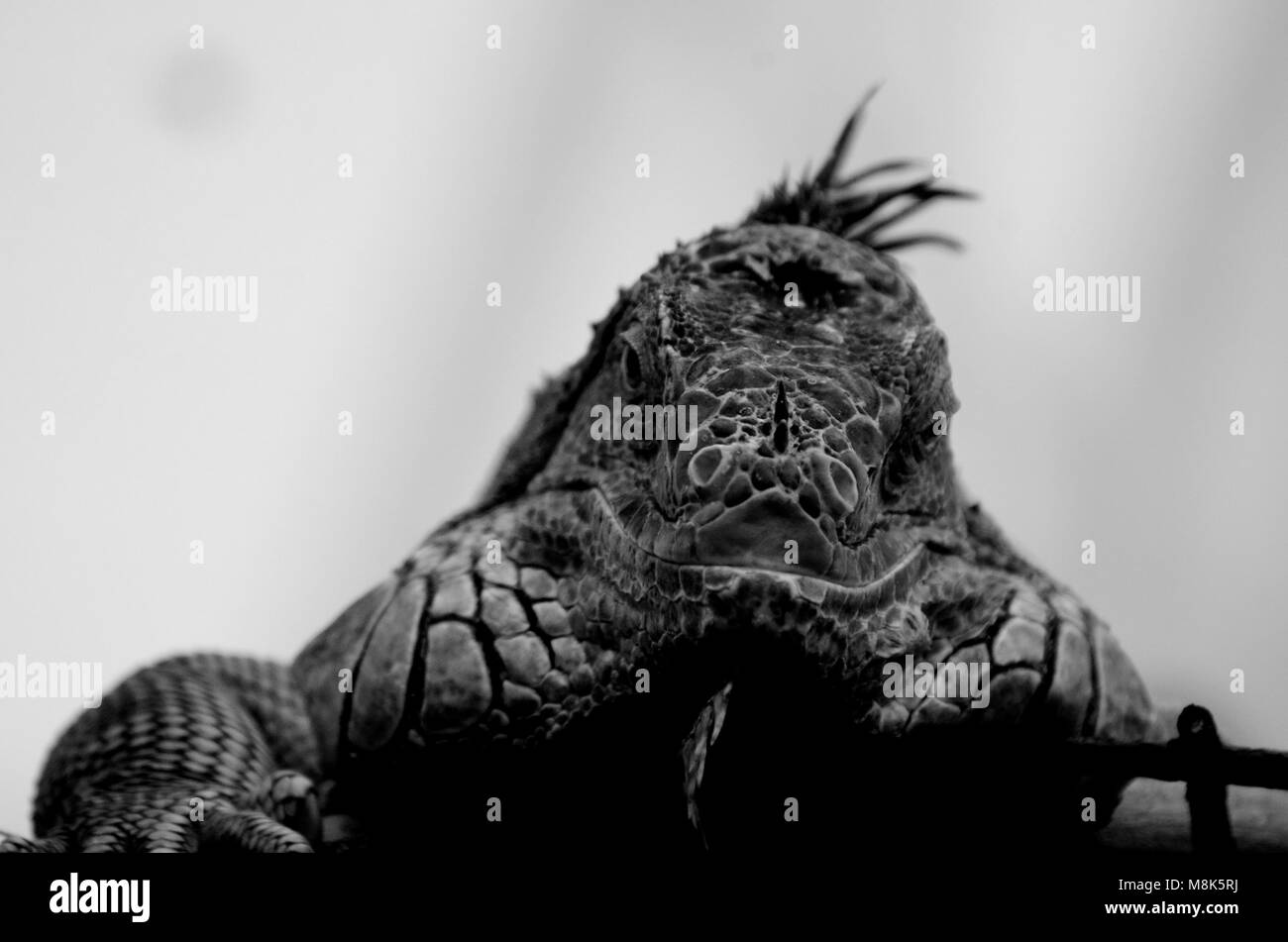 Iguana per viso e testa in bianco e nero Foto Stock