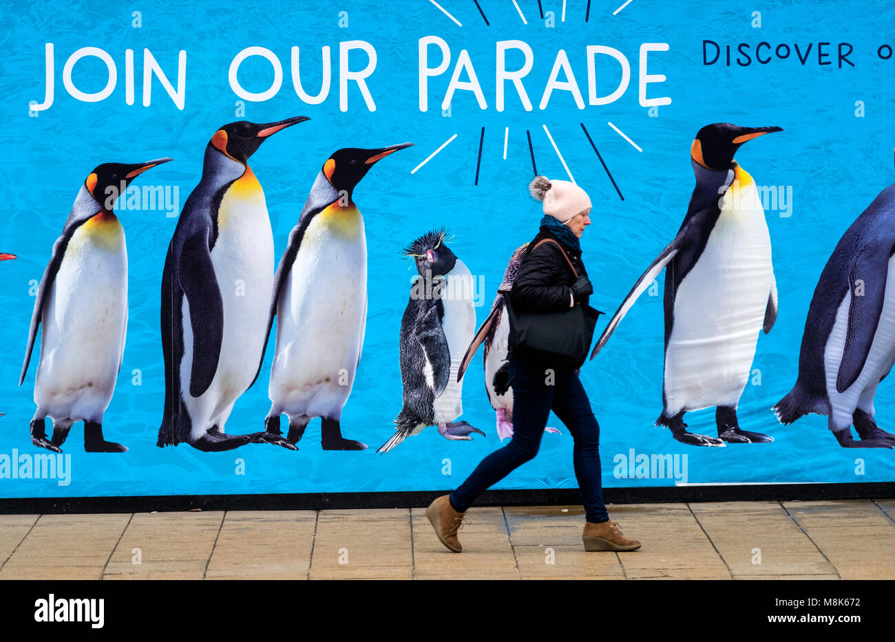 Donna cammina passato grande cartellone con i pinguini pubblicità Zoo di Edimburgo situato su Princes Street di Edimburgo, in Scozia, Regno Unito Foto Stock