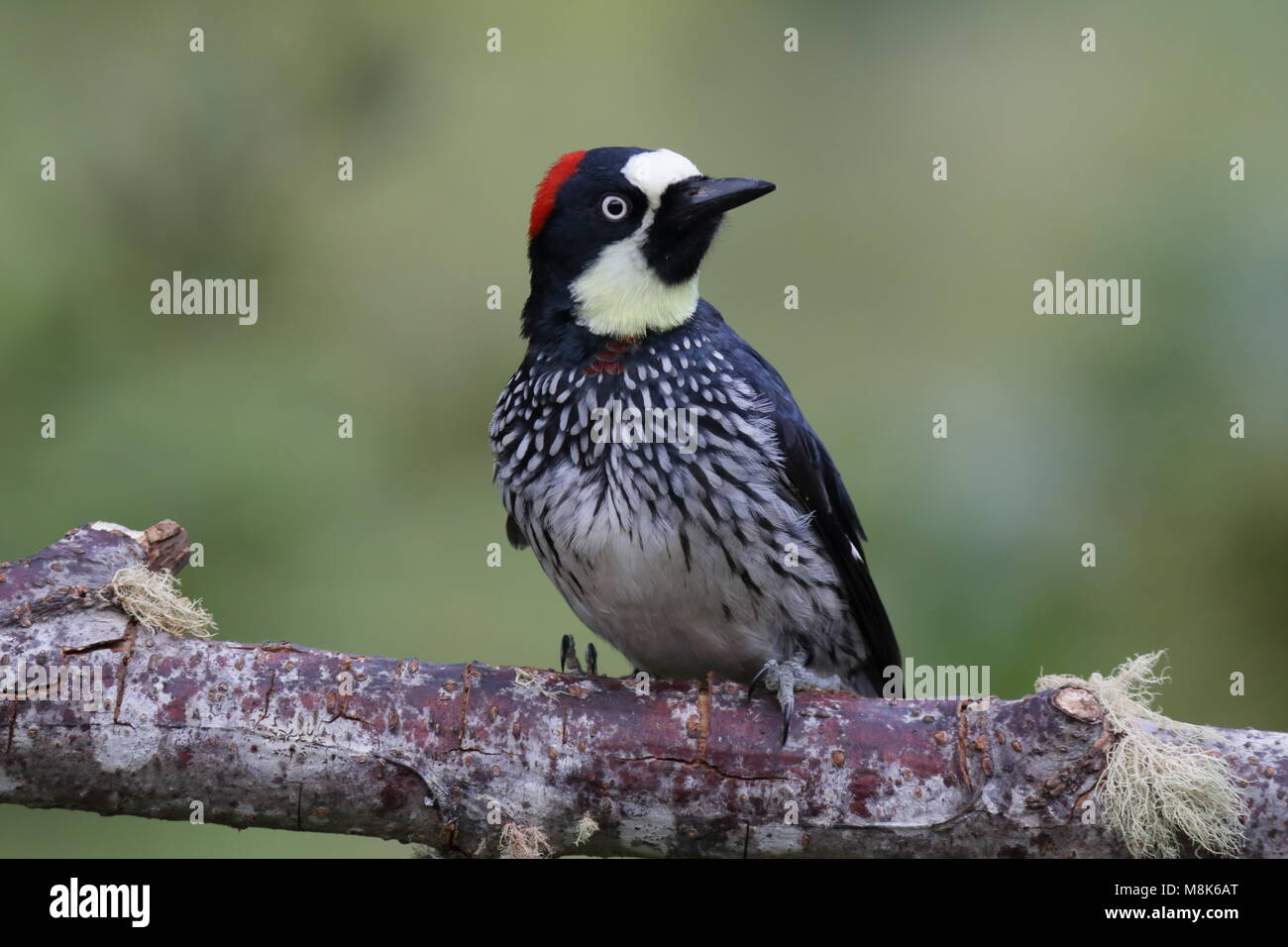 Acorn Woodpecker Foto Stock