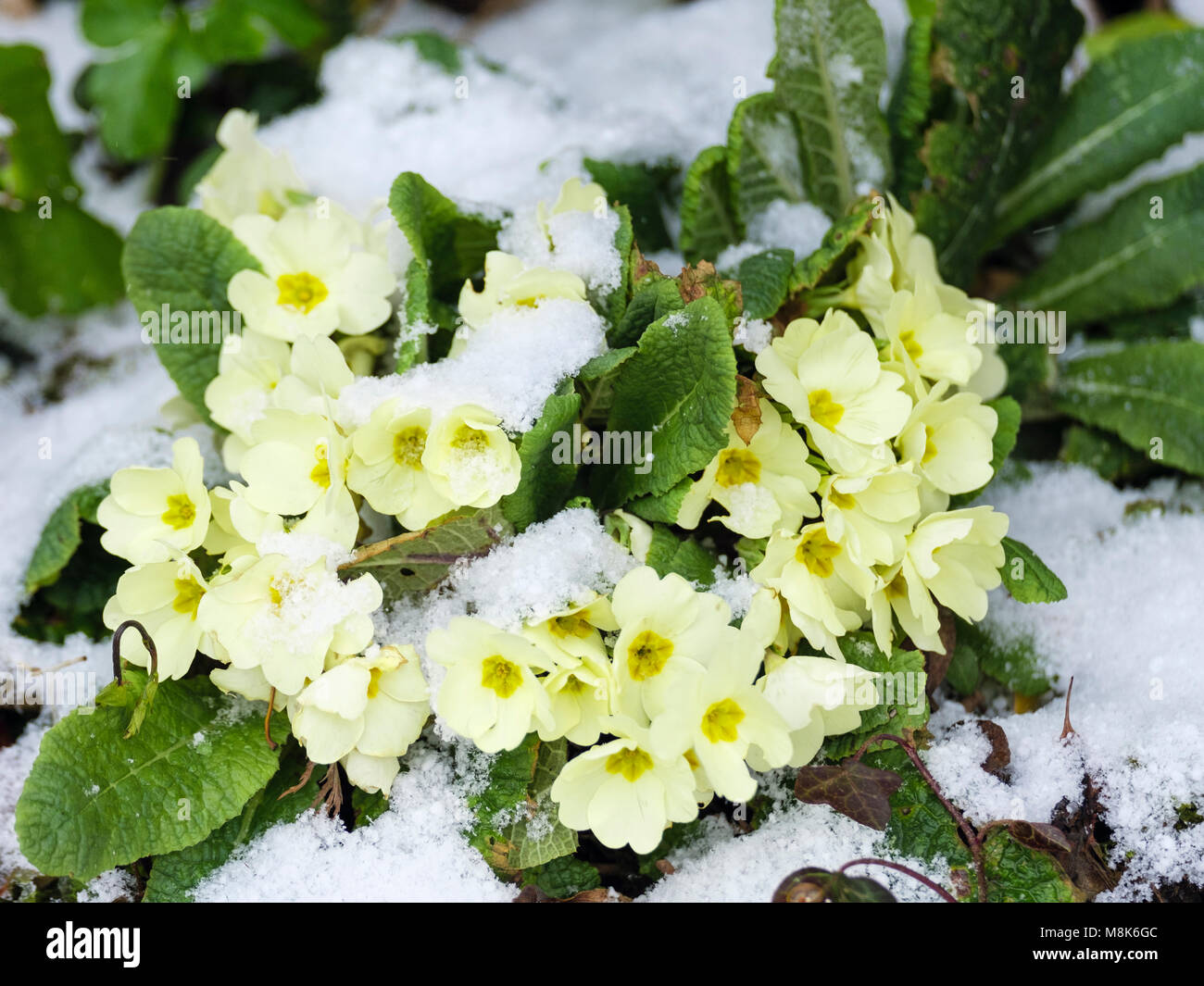 Giardino primule (Primula vulgaris) fioritura nella neve nella primavera del 2018. Il Galles, Regno Unito, Gran Bretagna Foto Stock