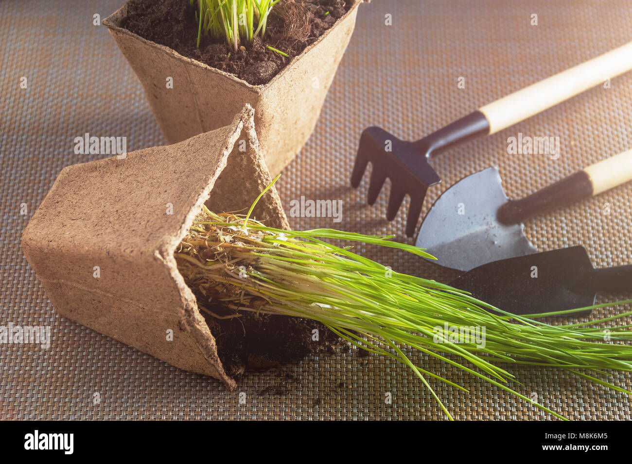 Preparazione stagionale per il trapianto della pianta, Ingardening. Prodotto ancora la vita dell'immagine. La semina in concetto di giardino. Foto Stock