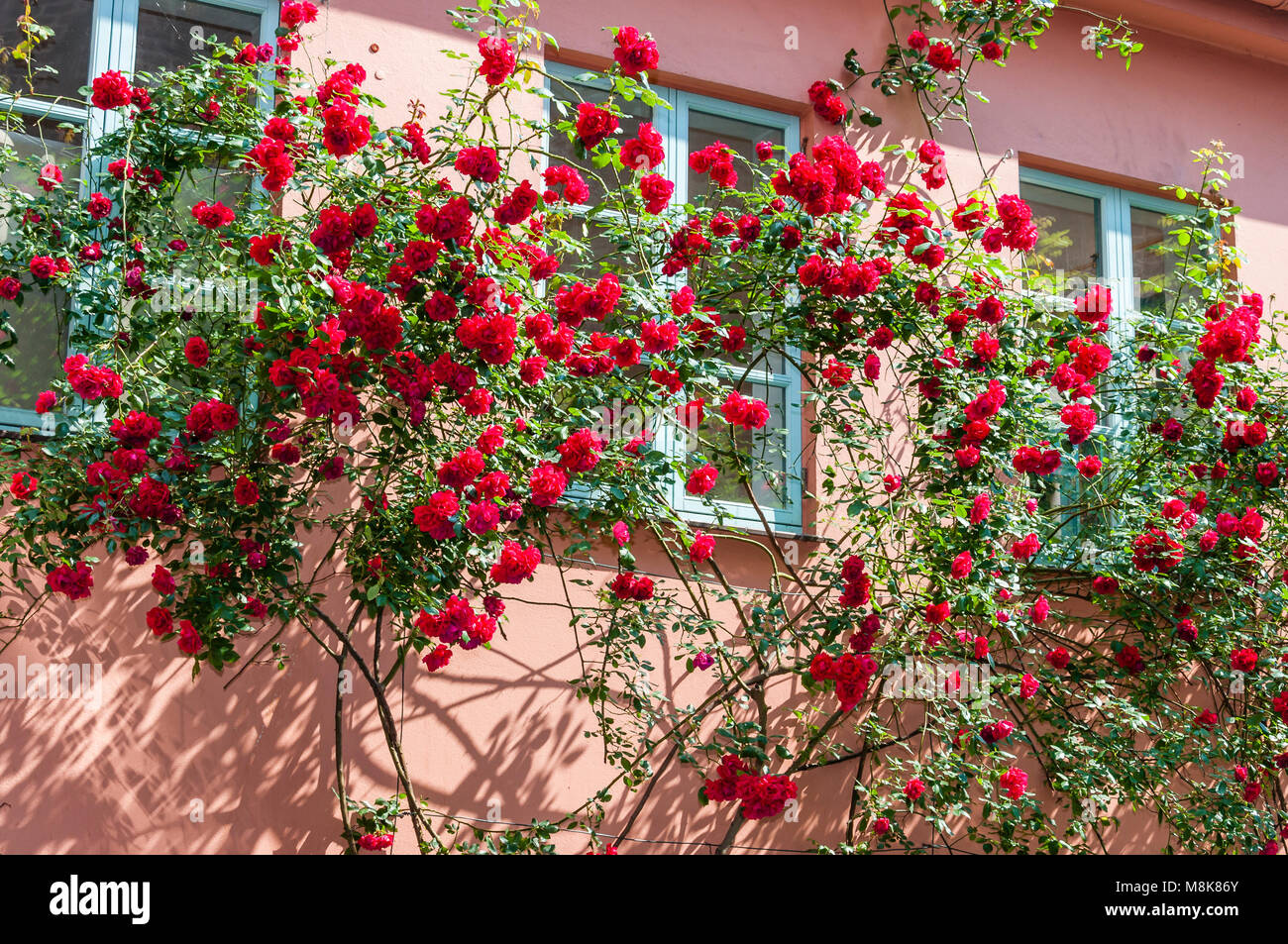 Sorprendente fioritura di rose. Arbusti fioriti di rose rosse fiori rosa sulla facciata dell'edificio. Foto Stock