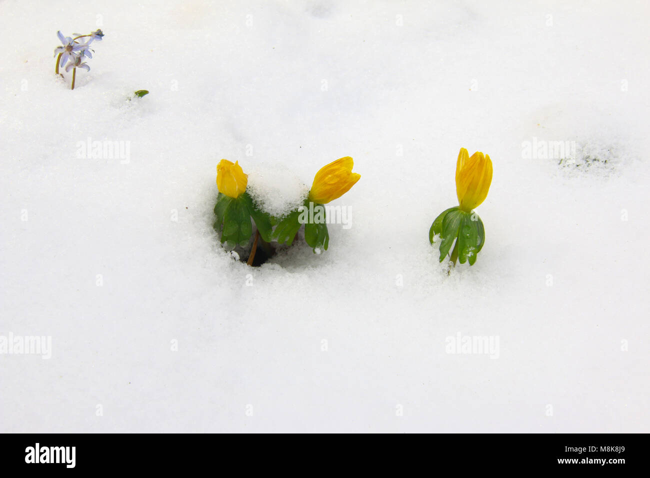Dettaglio della fioritura aconitum invernale sulla neve Foto Stock