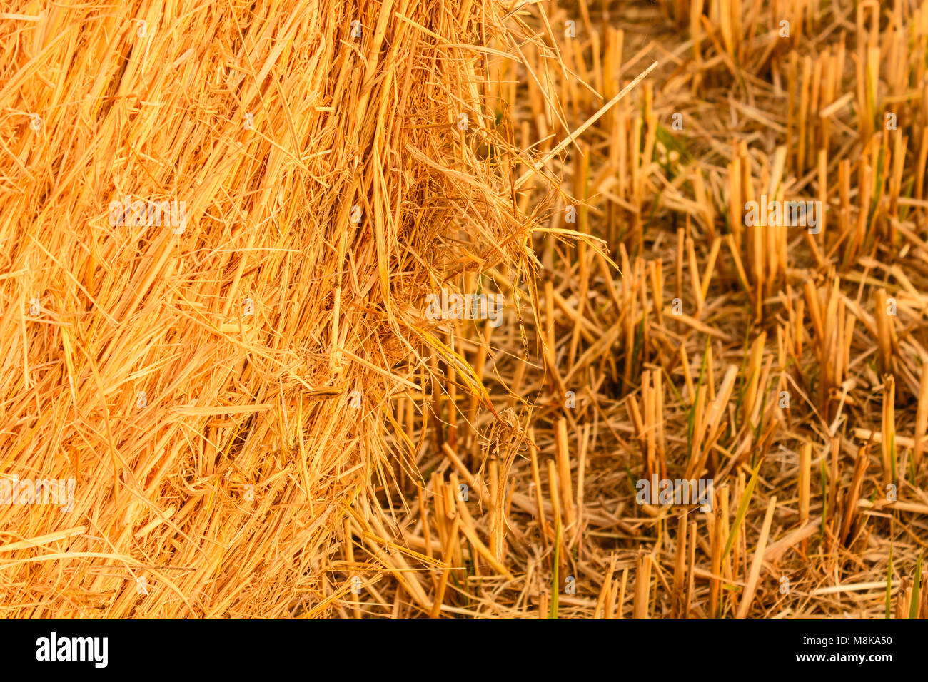 In particolare la complessità delle piante di grano che forma una balla cilindrica Foto Stock