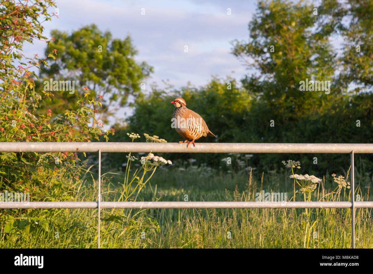 Pernice (Alectoris rufa) , un piccolo gamebird arroccato su un metallo fattoria, vista laterale. Melton Mowbray LEICESTERSHIRE REGNO UNITO Foto Stock