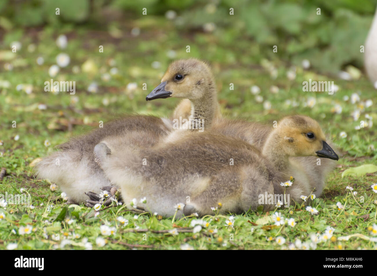 Un profilo closeup colpo di Oche del Canada goslings sdraiati sull'erba verde che è coperto di margherite. Foto Stock