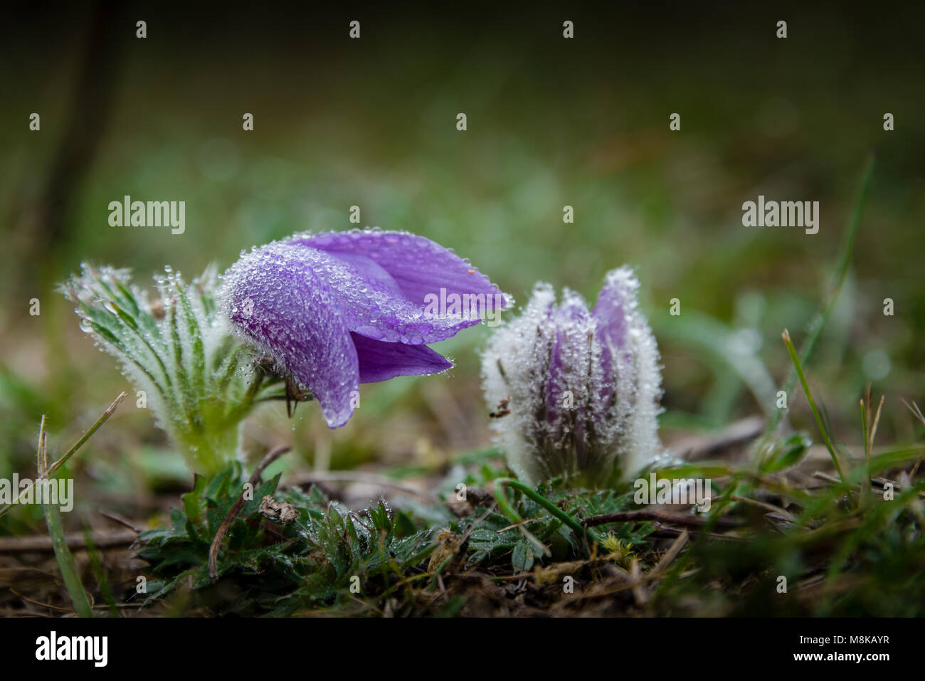 Große Kuhschelle im Herbst Foto Stock