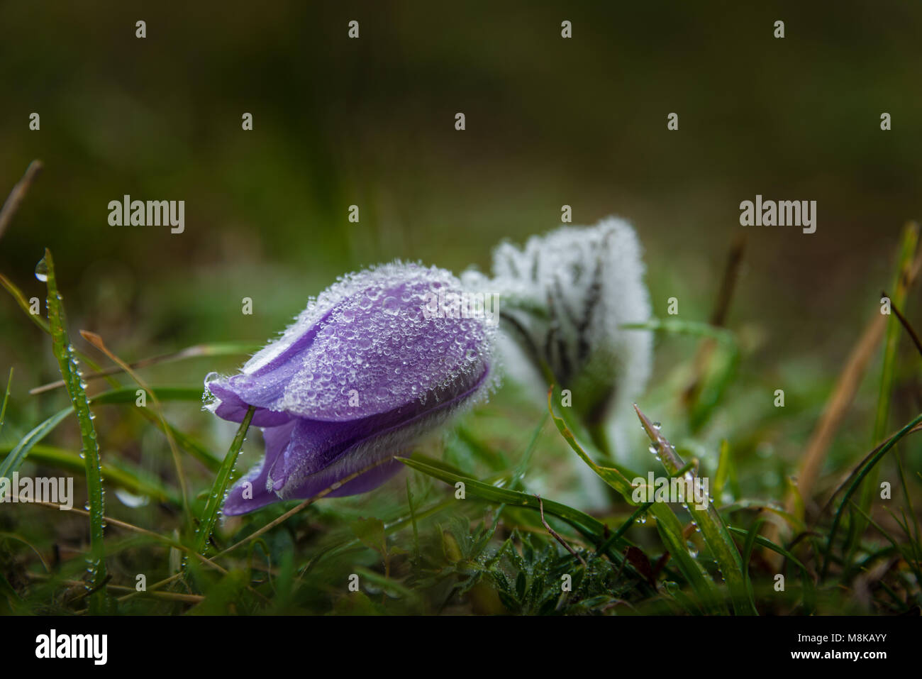 Große Kuhschelle im Herbst Foto Stock