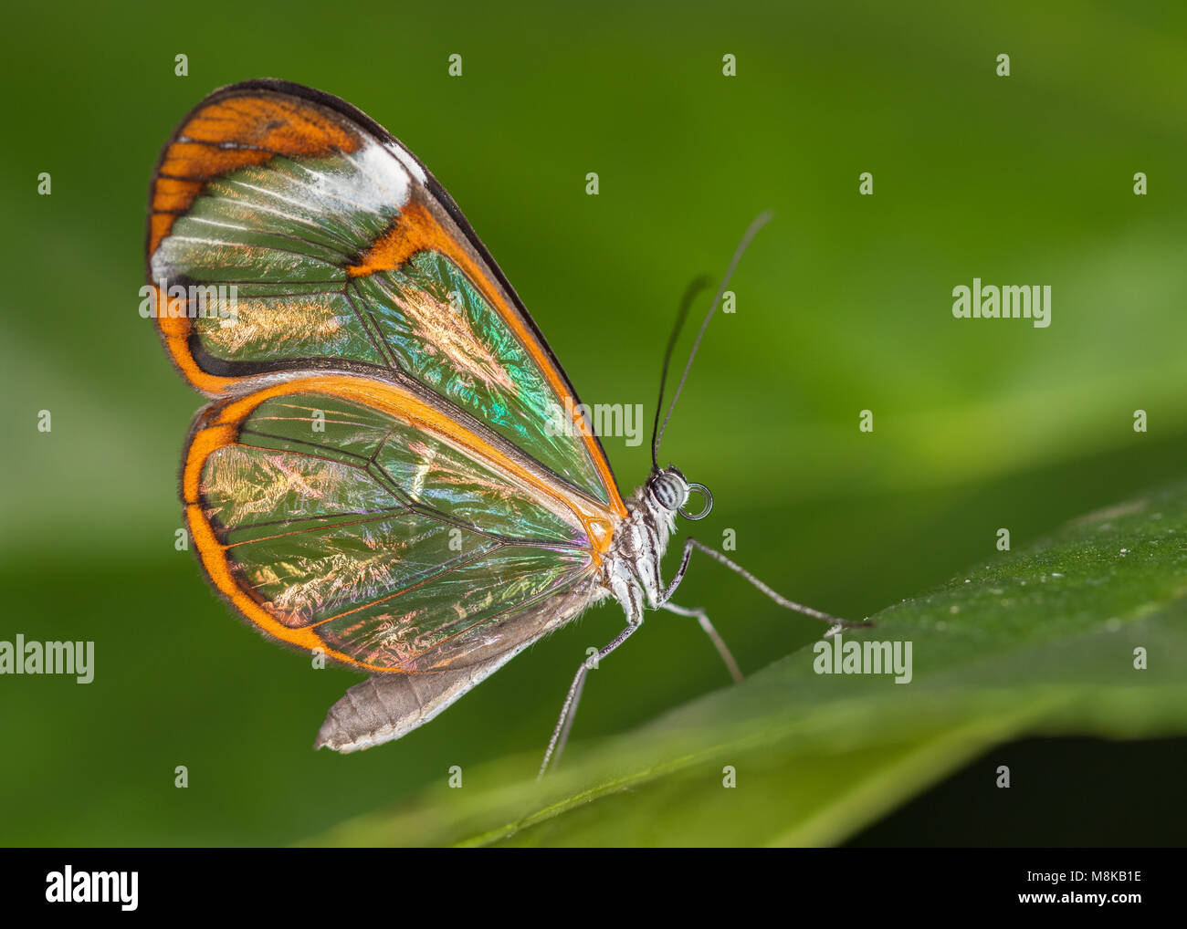 Glasswing butterfly seduto su una foglia Foto Stock