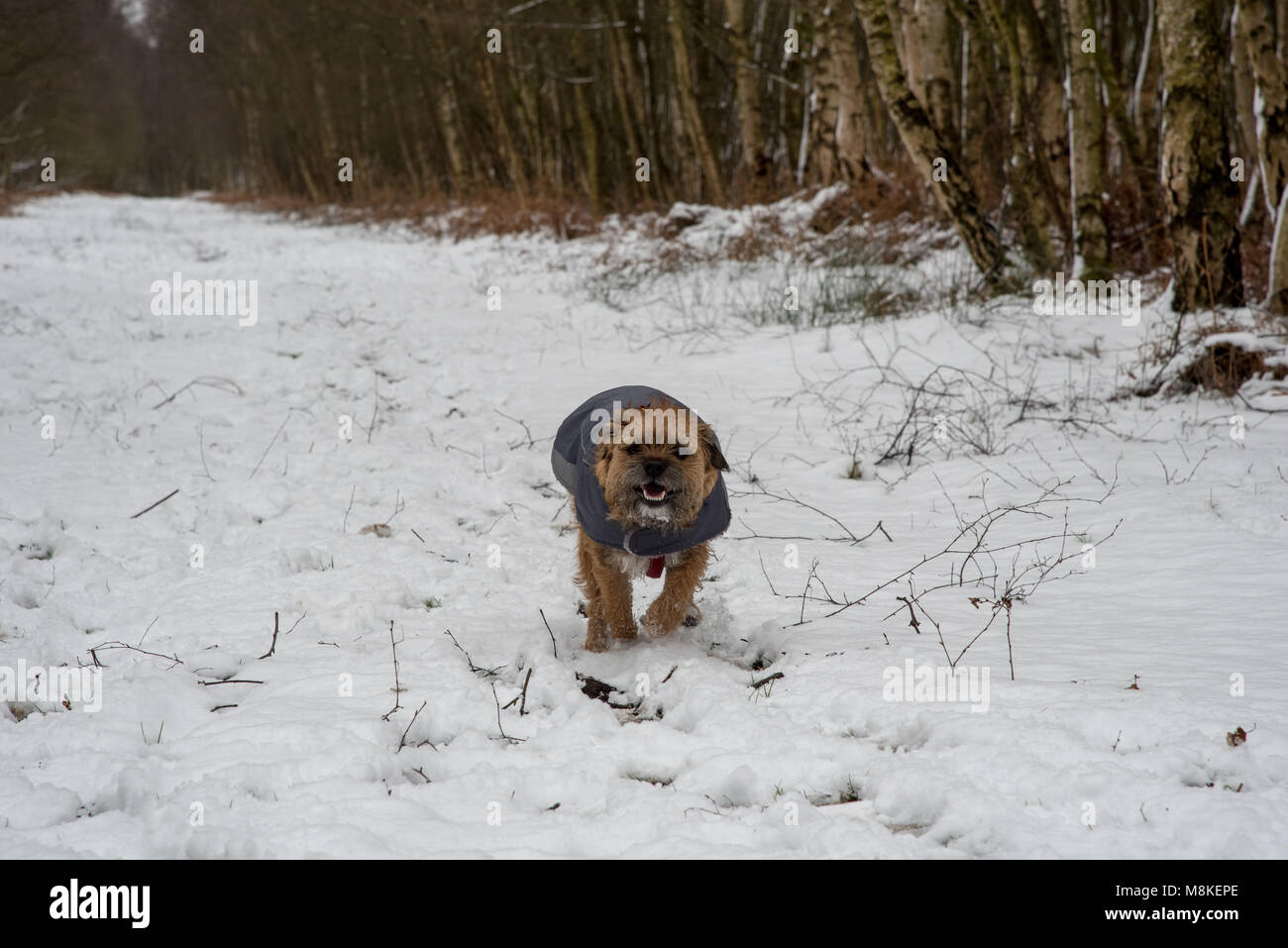 Cane che corre nella neve Foto Stock