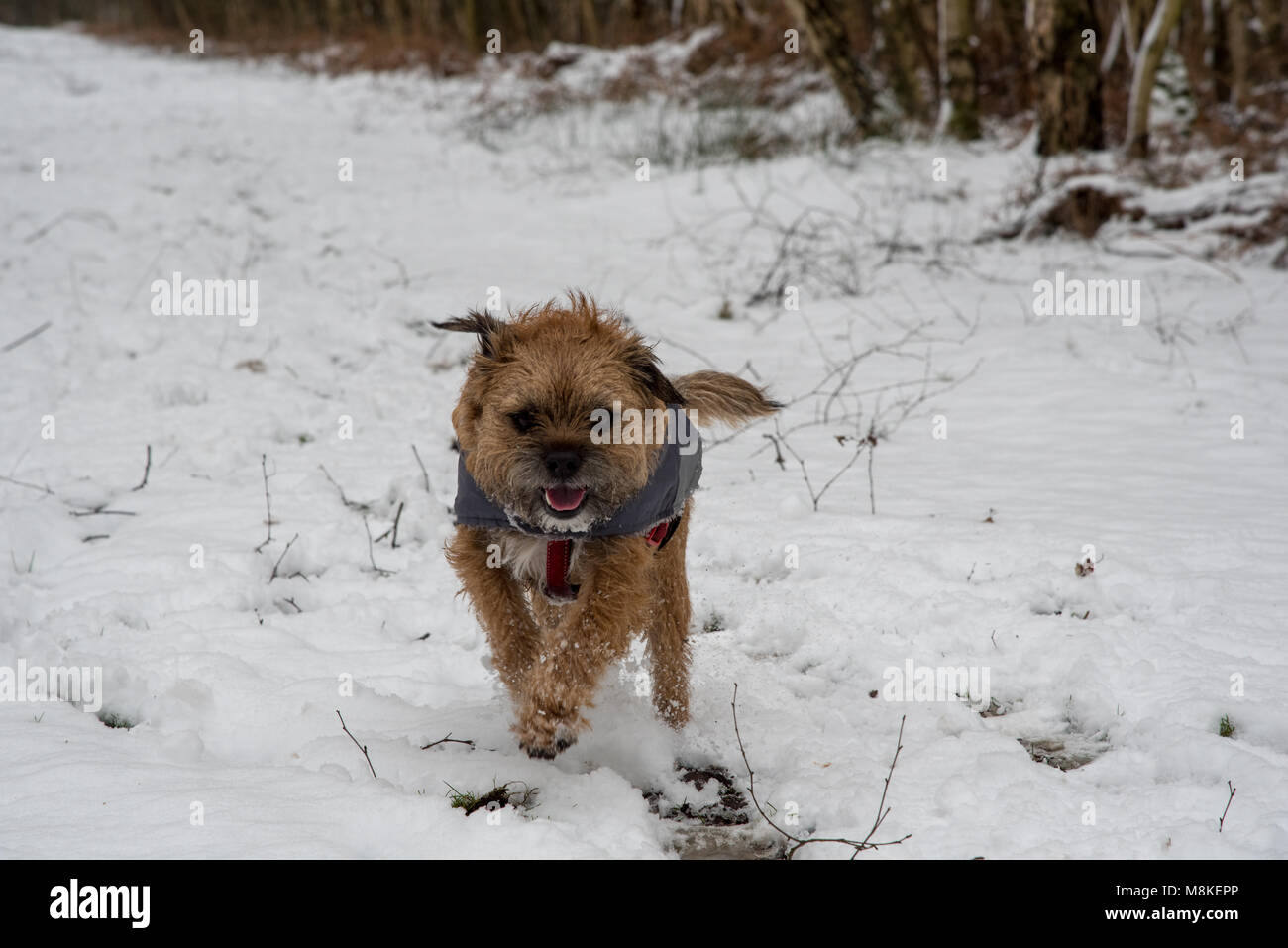 Cane che corre nella neve Foto Stock