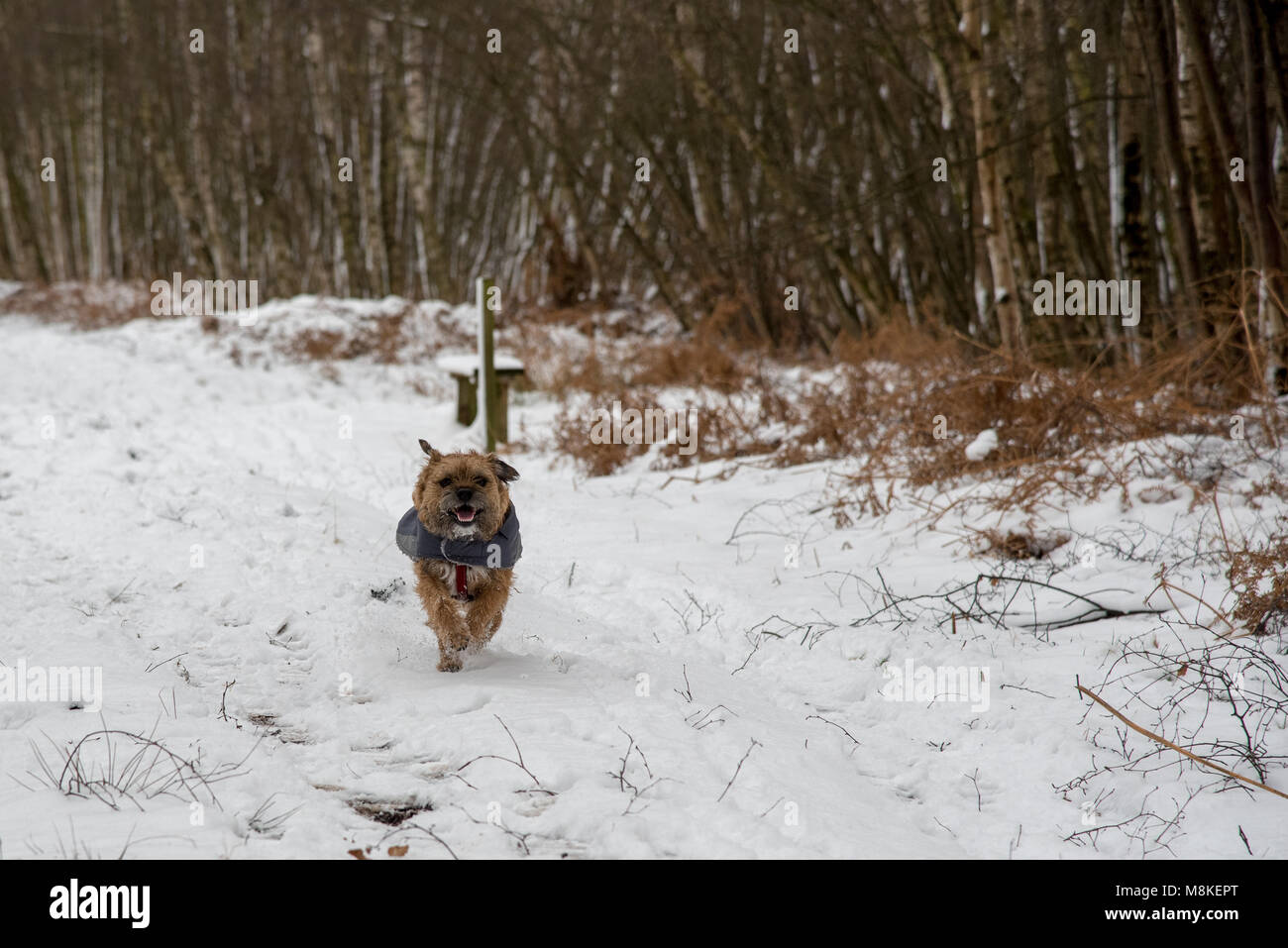 Cane che corre nella neve Foto Stock