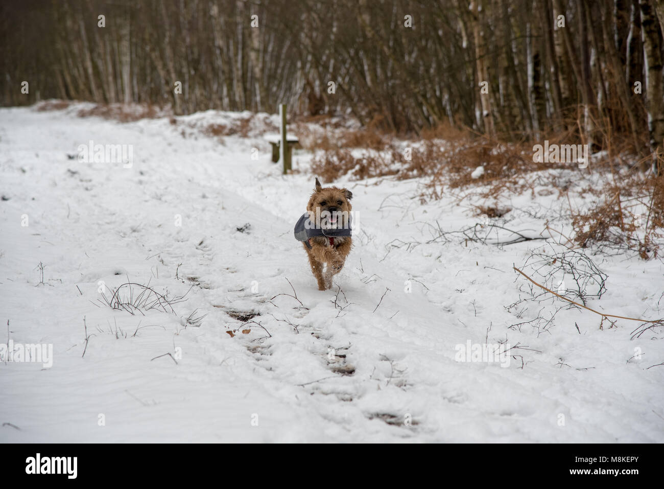 Cane che corre nella neve Foto Stock