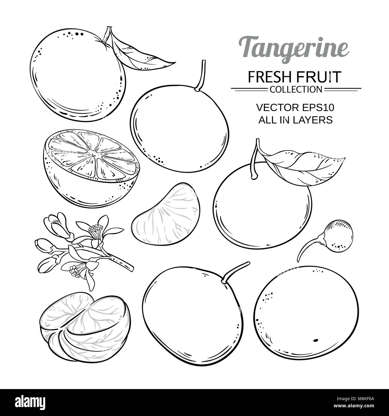 Mandarino vettoriale di frutta impostato su bianco sfondi Illustrazione Vettoriale