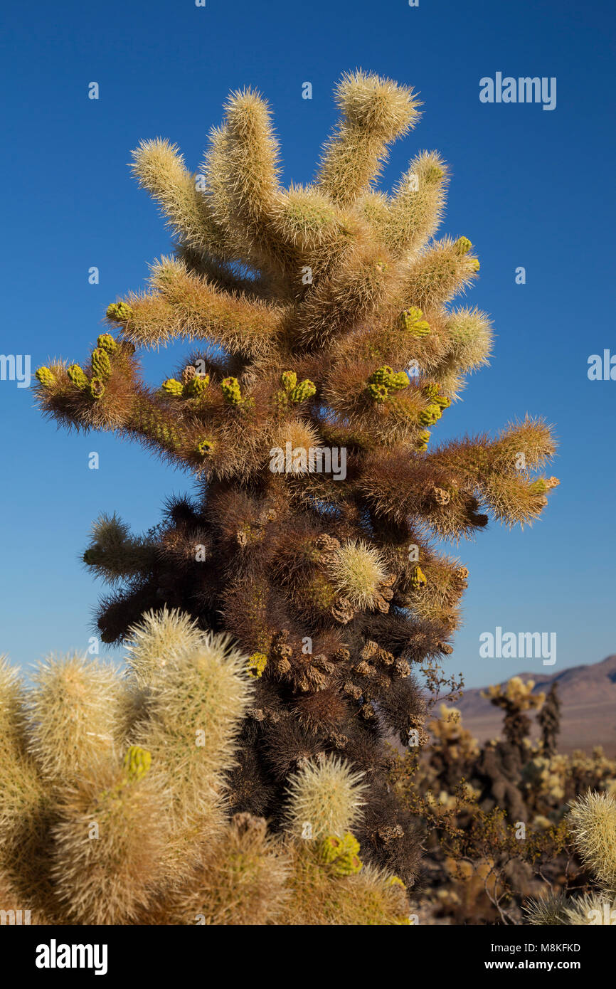 Teddy bear cholla (Cylindropuntia bigelovii) a Cholla Cactus Garden, Joshua Tree National Park, California, Stati Uniti d'America Foto Stock