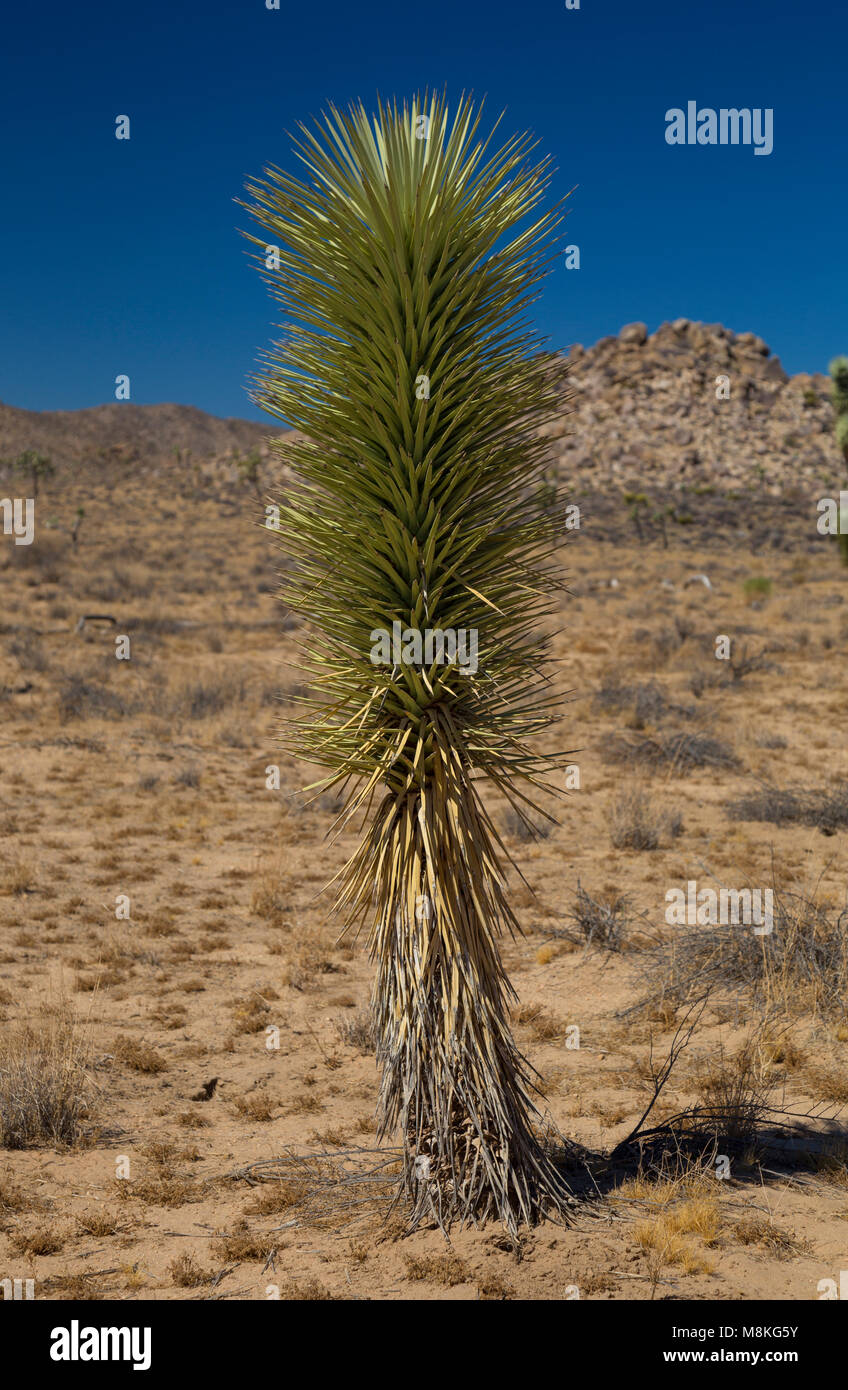 Giovani Joshua Tree (Yucca brevifolia), accanto al Big Horn Pass Road, Joshua Tree National Park, California, Stati Uniti d'America Foto Stock