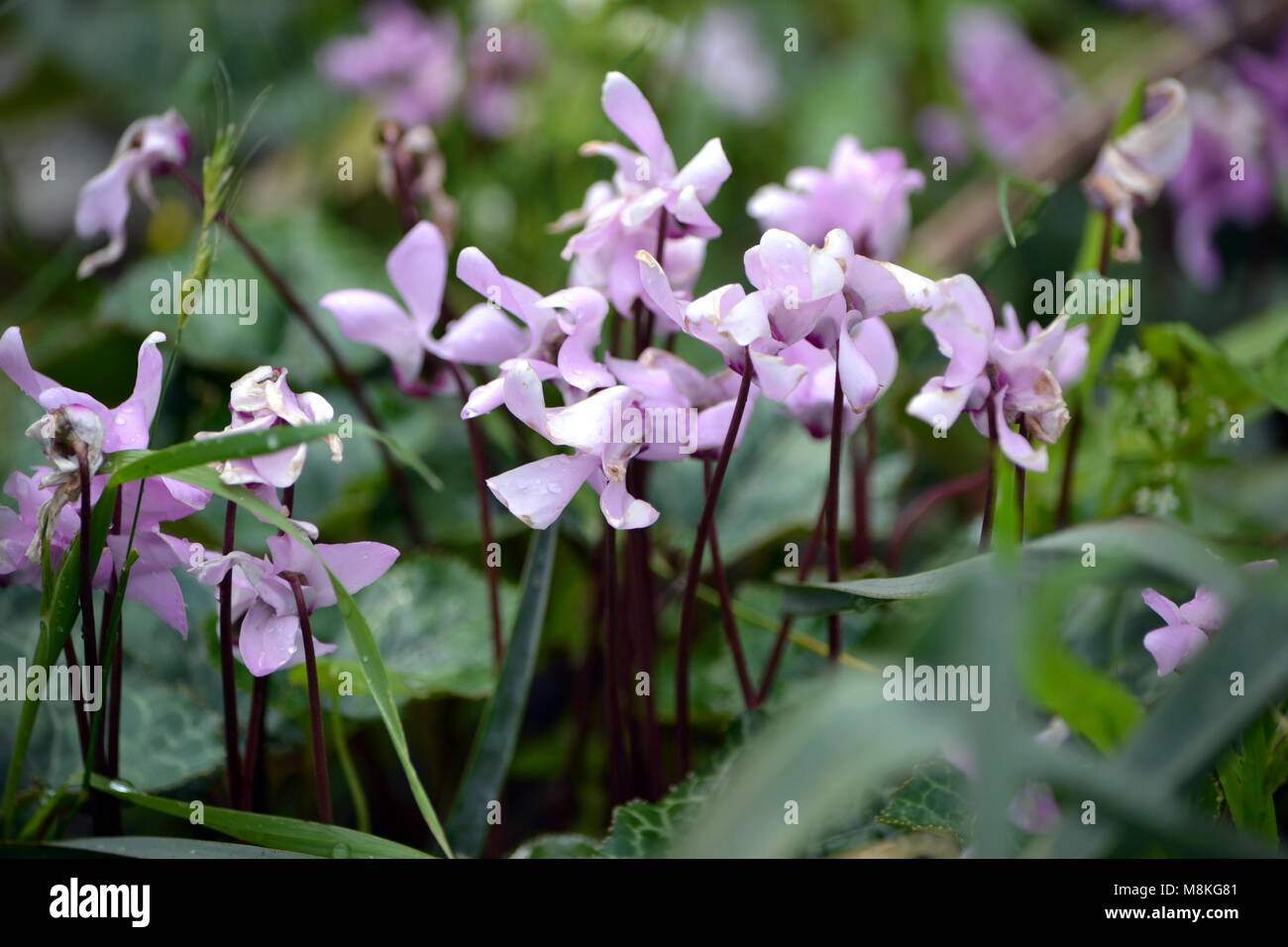 Fiori sul prato di primavera Foto Stock